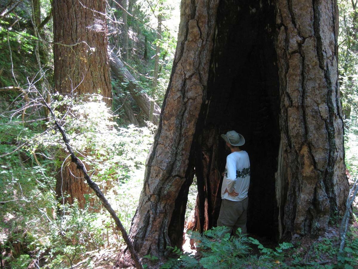Ponderosa in Kangaroo Recreation Area of the Klamath National Forest