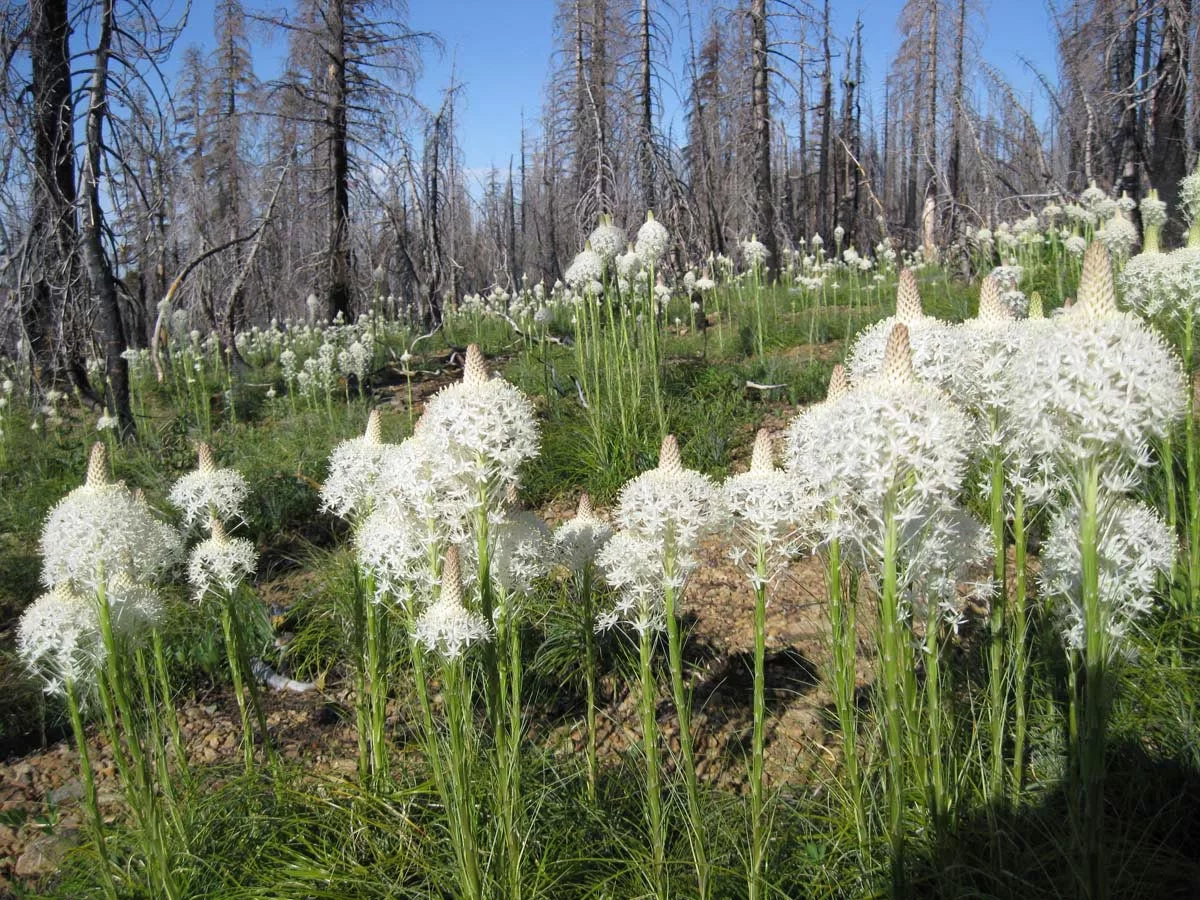 Bear grass blooming in a recent fire footprint