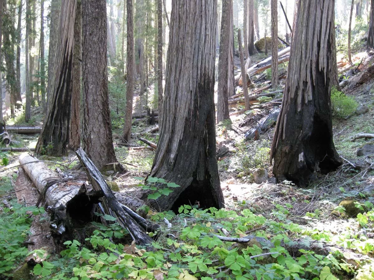 wildfire effects in old growth forest