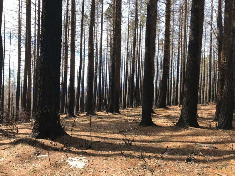 forest fire effects in the Klamath-Siskiyou region