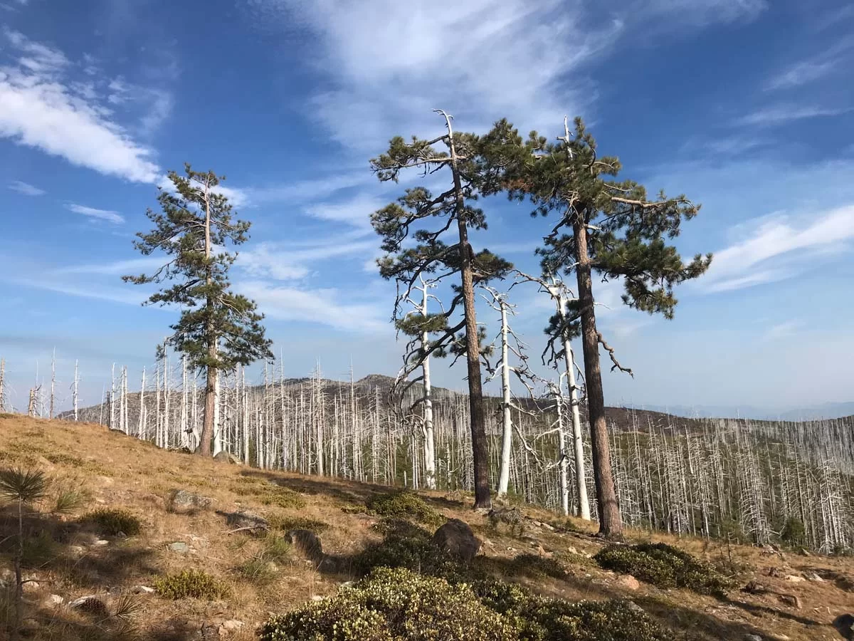 Jeffrey pine in Kalmiopsis Wilderness