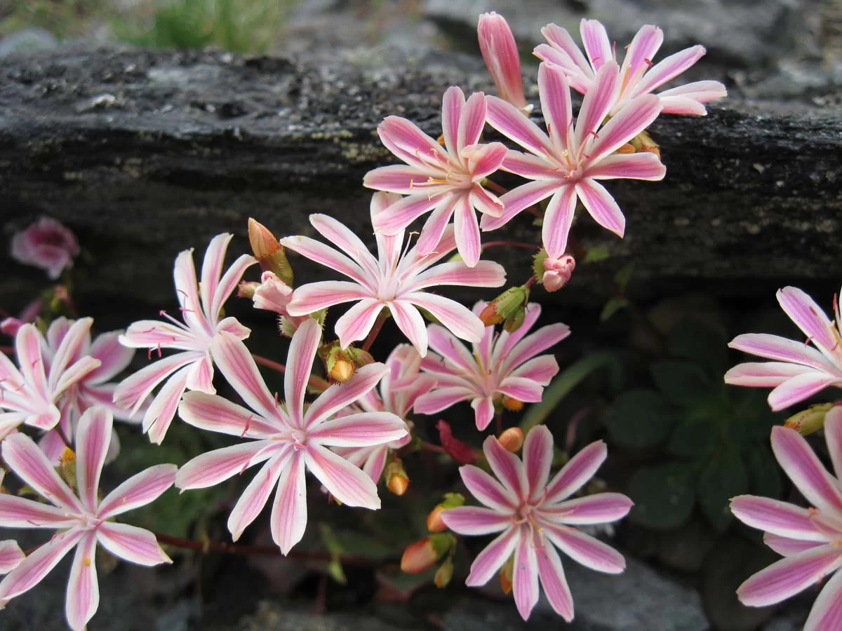 Lewisia Cotyledon