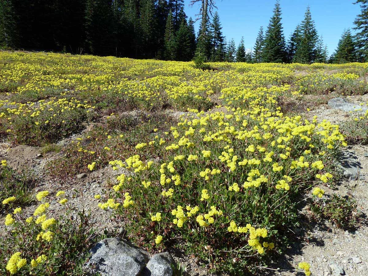 Sulphur buckwheat blooming in the Kangaroo Roadless Area