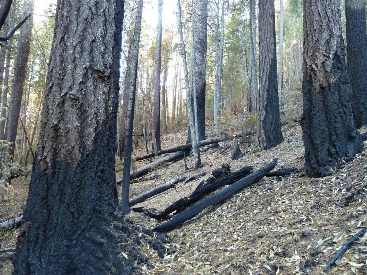 Results of understory fire in the mixed conifer forests of the Red Buttes Wilderness
