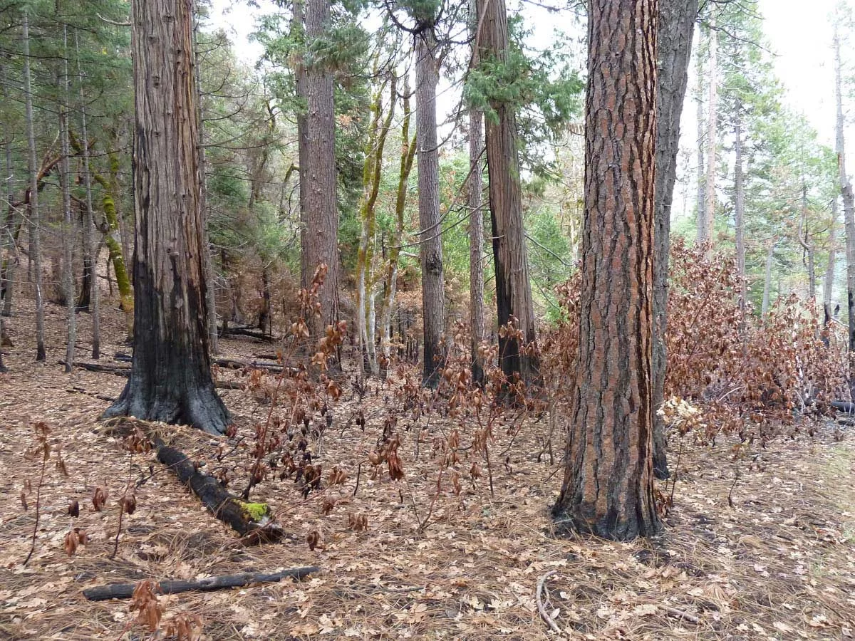 Low severity fire in dry mixed conifer forest in the Kangaroo Roadless Area