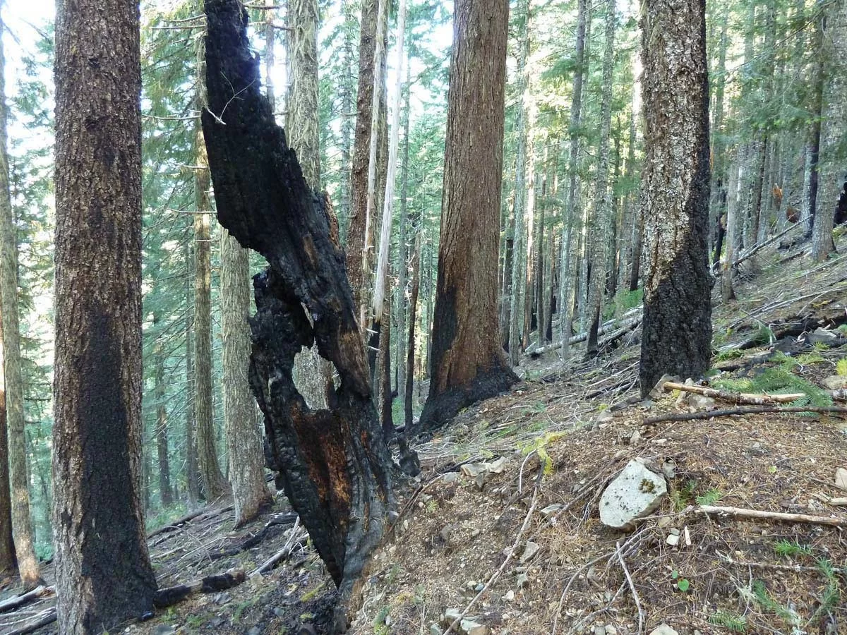 Low severity fire in the proposed Wild Rogue Wilderness