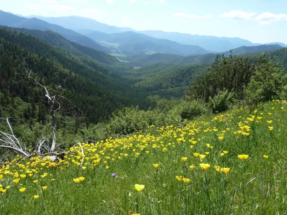 Siskiyou mountain range