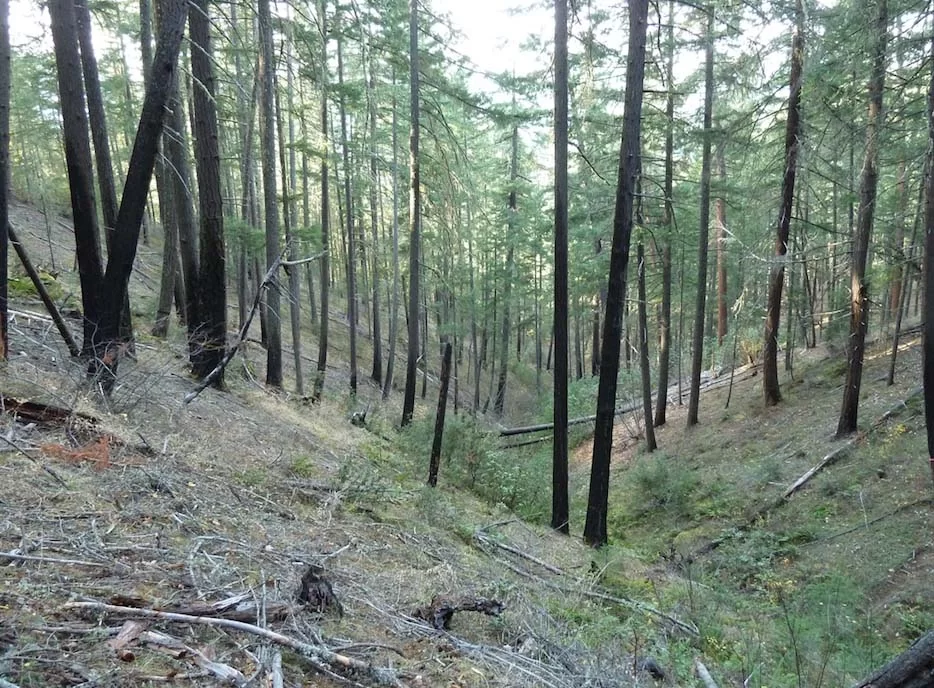 Pilot Thompson timber