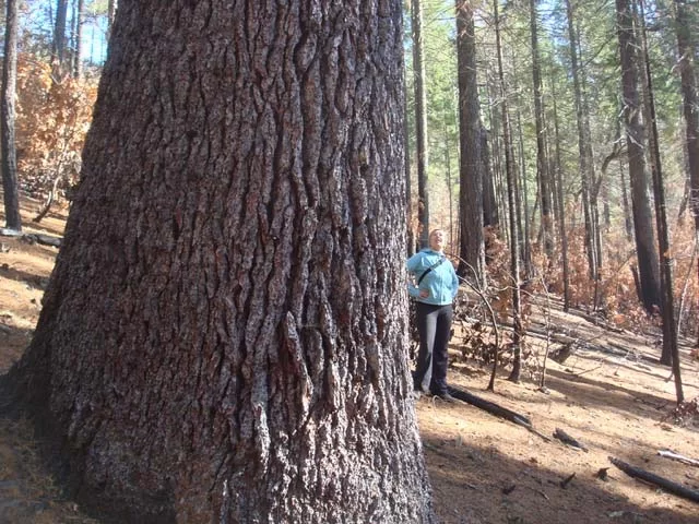 old growth trees in Klamath National Forest near Happy Camp, California
