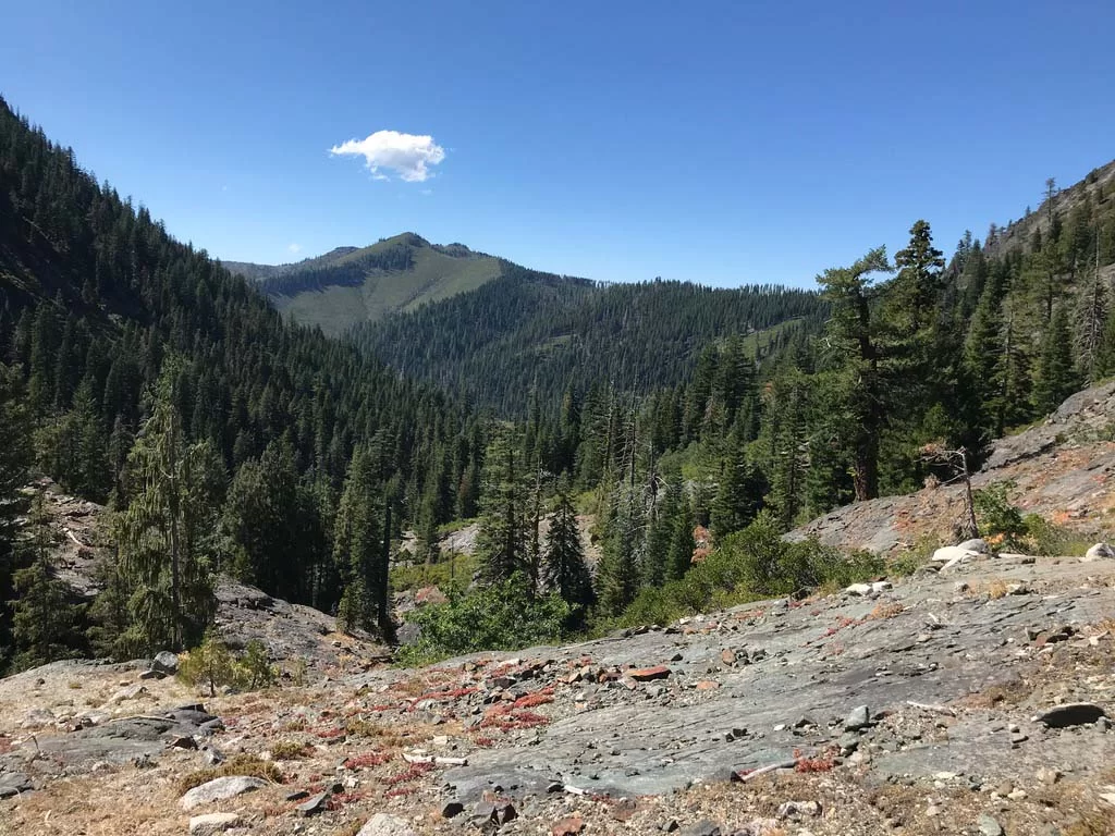 old-growth forest in Northern California
