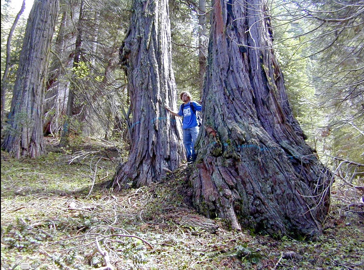 Ancient incense cedar marked for logging on Black Mountain in the Condrey Mountain Roadless Area