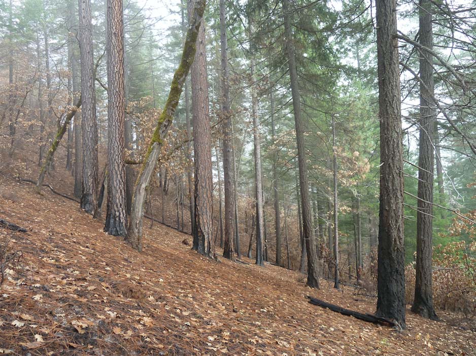 Mixed conifer forest proposed for post-fire logging after the 2012 Goff Fire
