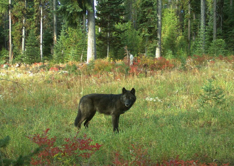 Grey wolf