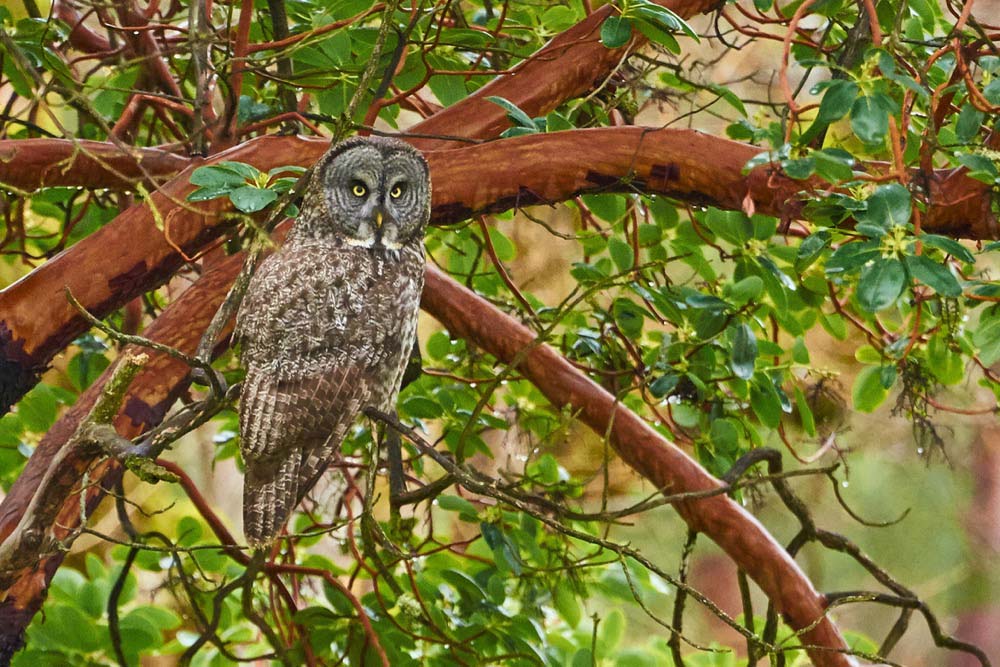 Great gray owl