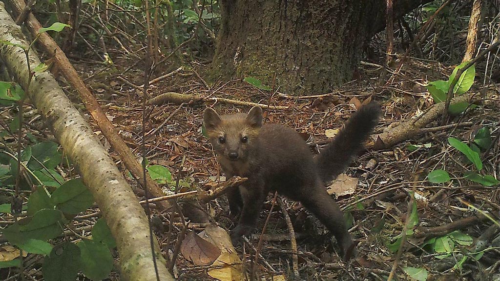 Humboldt Marten