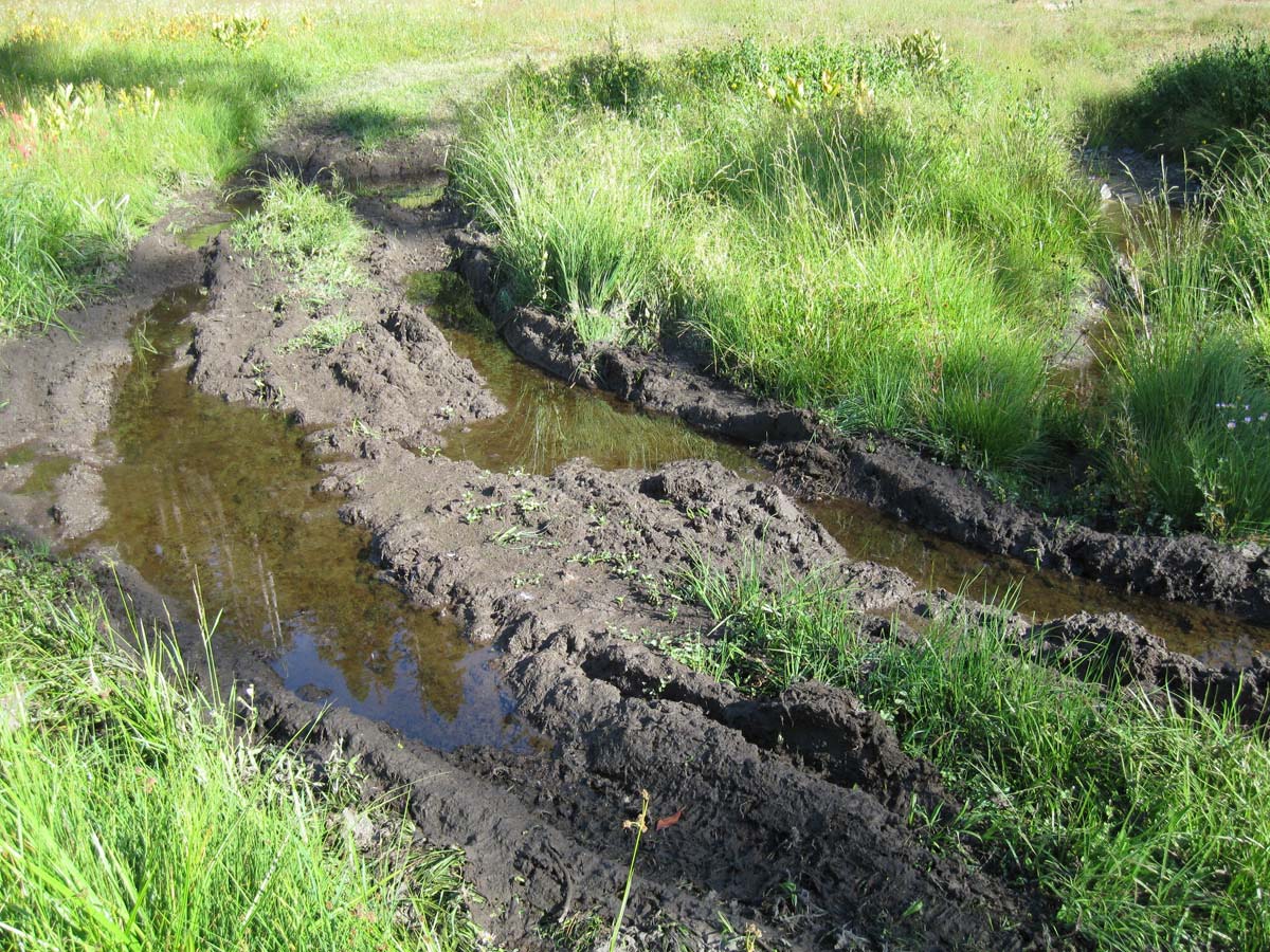 Off-road vehicle damage to wet meadows in the Hinkle Lake Botanical Area