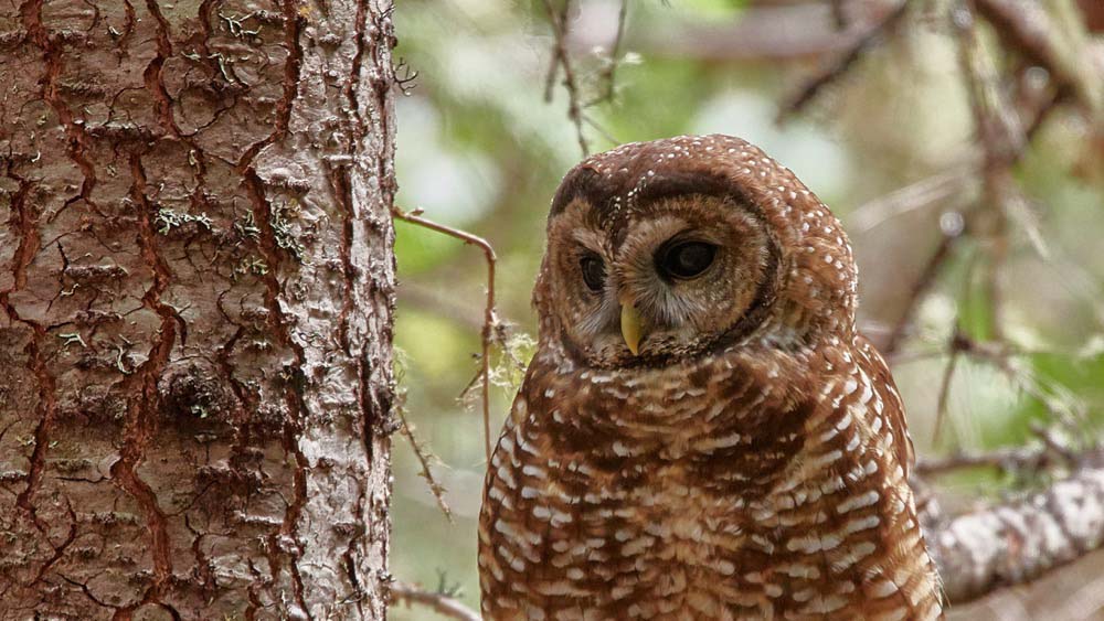 Northern spotted owl