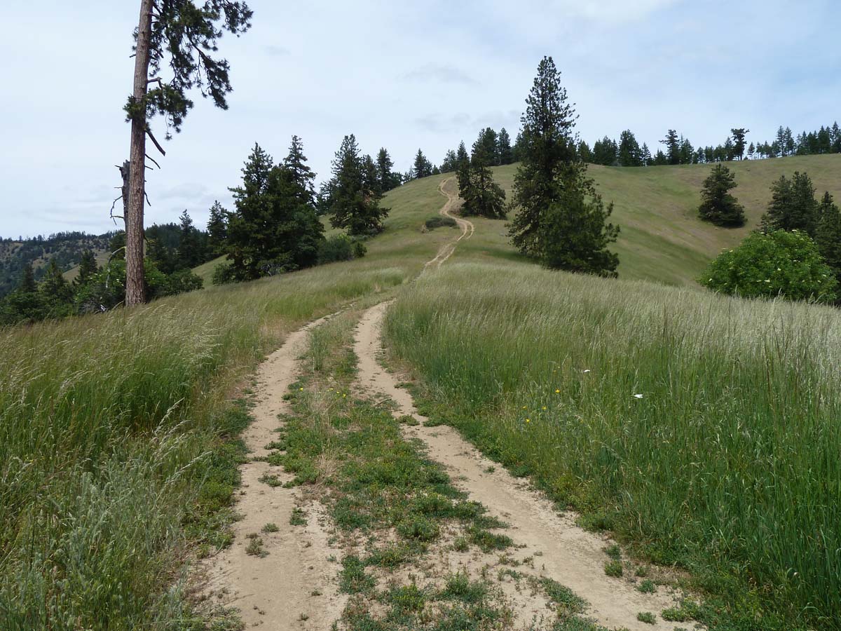 An unauthorized off-road vehicle route in the Dakubetede Roadless Area