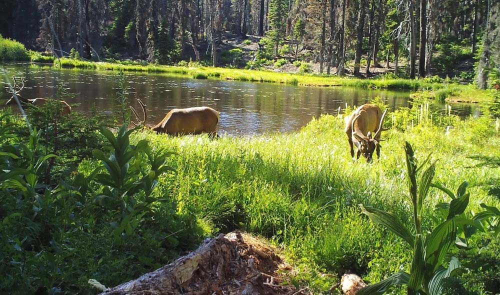 Roosevelt Elk grazing