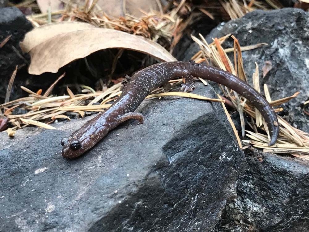 Siskiyou Salamander
