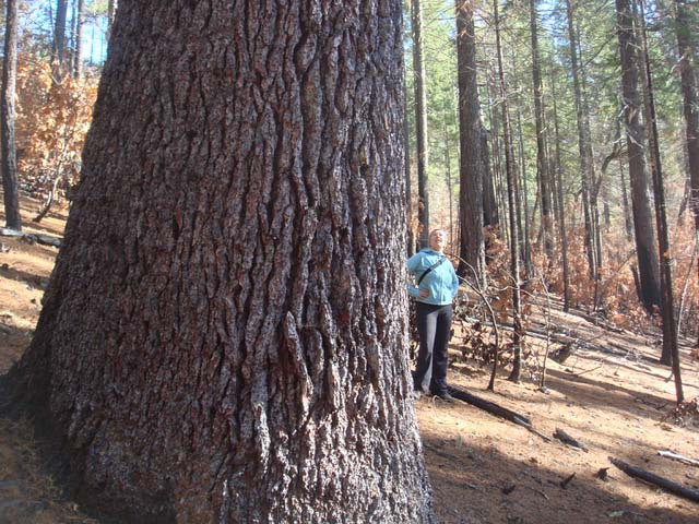 old growth trees in Klamath National Forest near Happy Camp, California