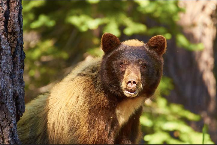 Black Bear