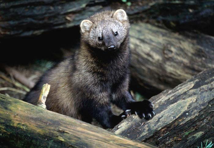 Pacific Fisher