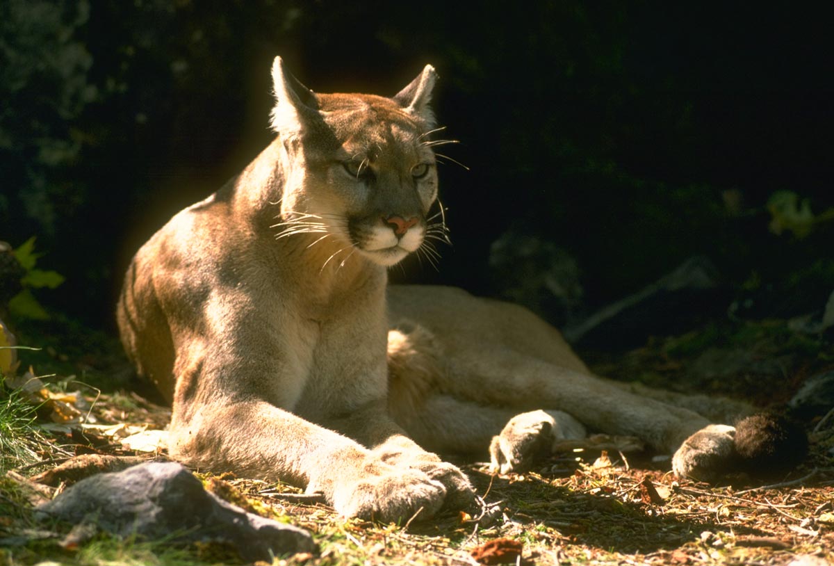 Cougar aka Mountain Lion